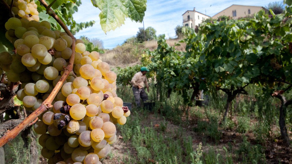 Ruta del vino