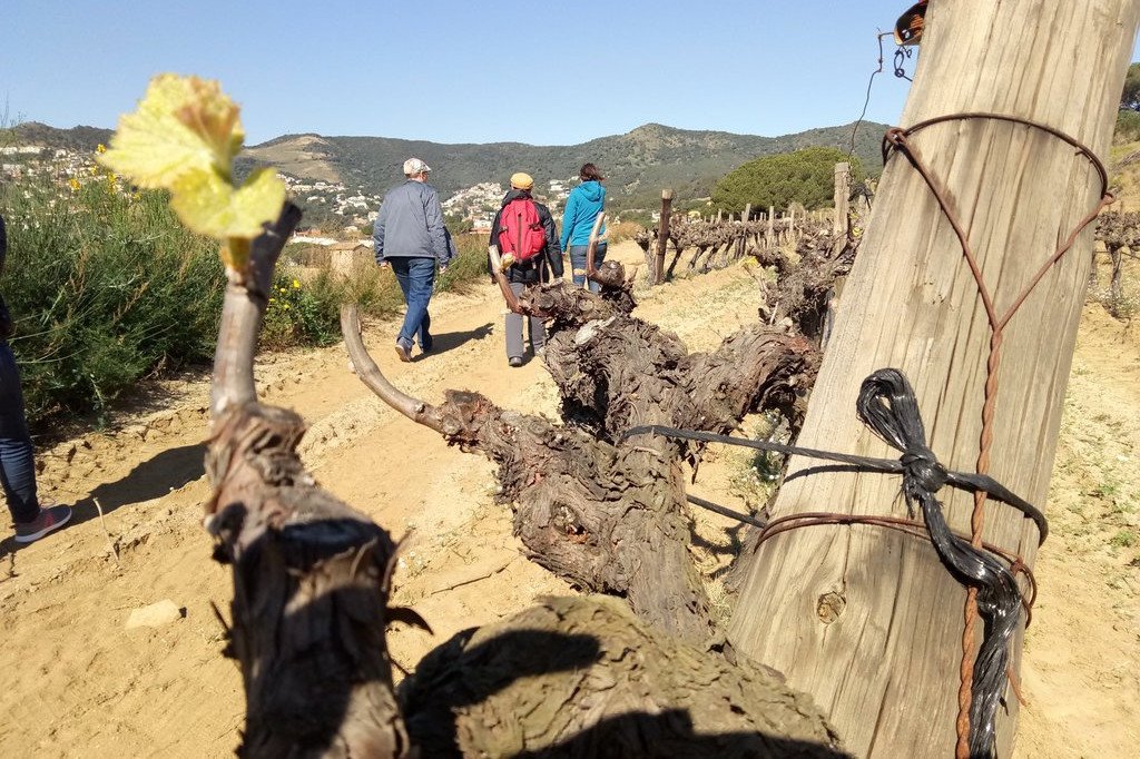 ORIENTEERING COURSES AMONG THE VINES - TEAM BUILDING
